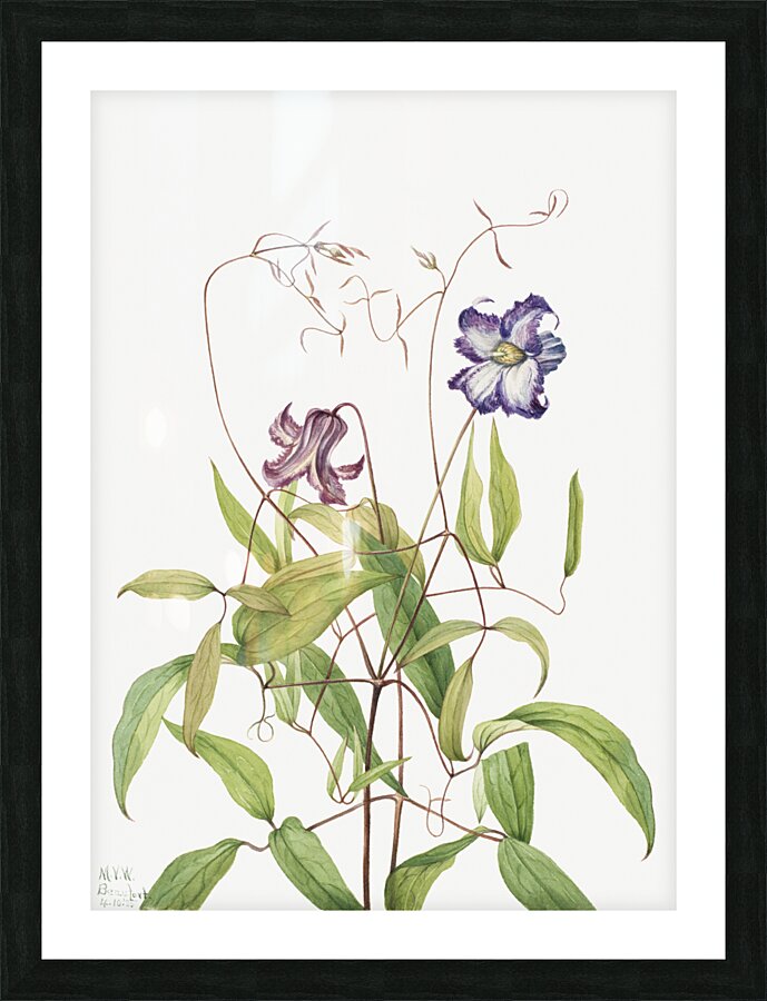 Curly Clematis Clematis crispa 1925 Picture Frame print