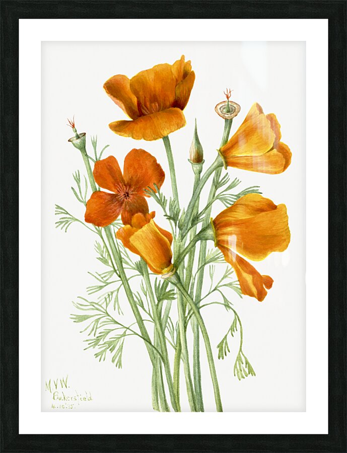 Curly Clematis Clematis crispa 1925 Picture Frame print