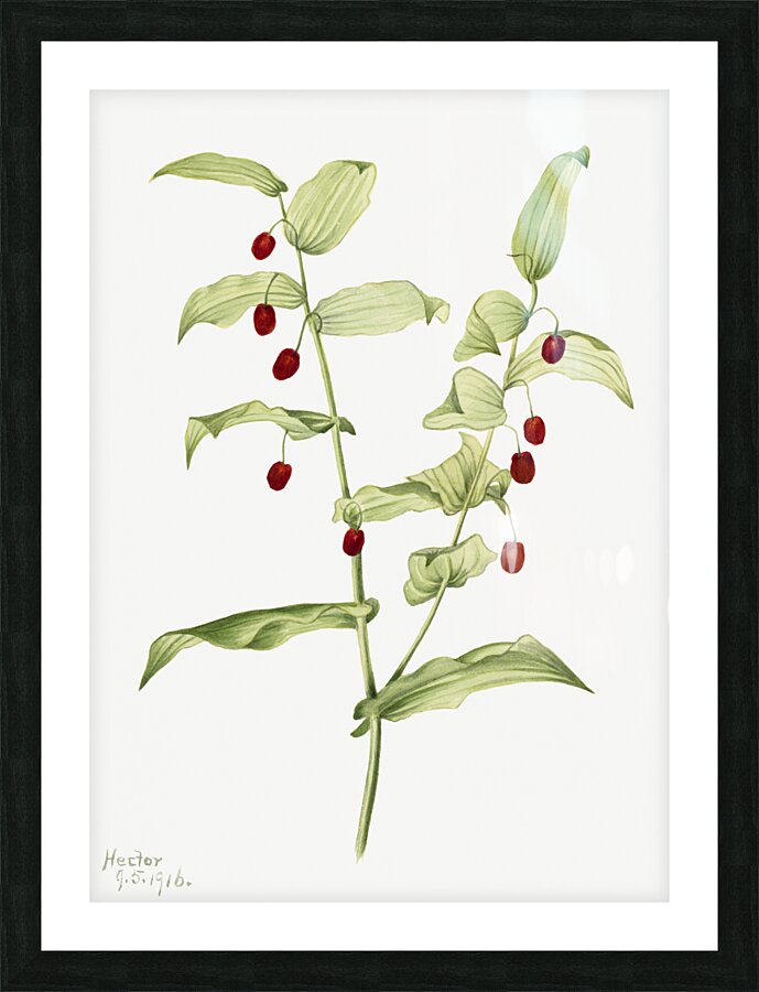 Clasping Twisted Stalk Streptopus amplexifolius 1916 Picture Frame print