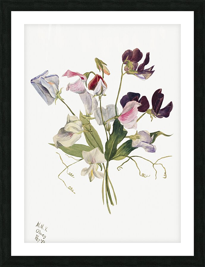 Flower Study 1886 Picture Frame print