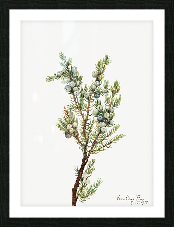 Mountain Juniper Juniperus sibirica 1917 Picture Frame print