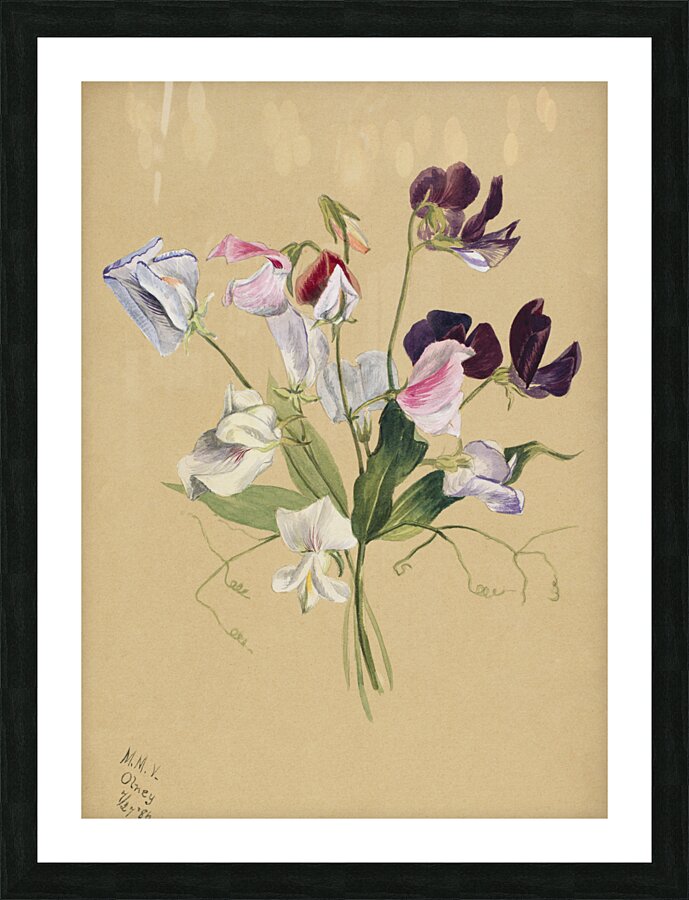 Flower Study 1886  Picture Frame print
