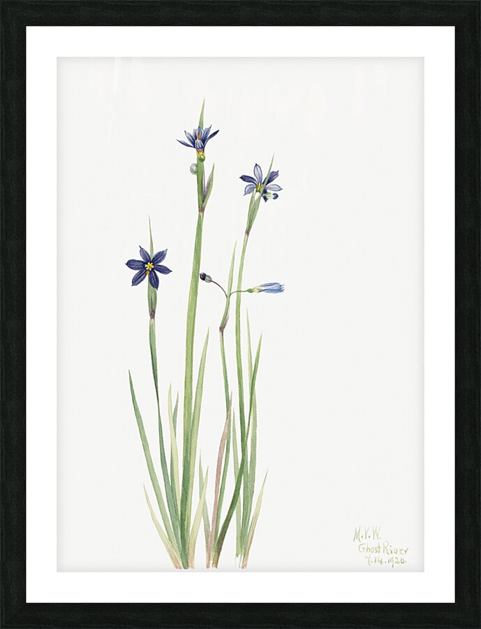 Blue-eyed-grass Sisyrinchium angustifolium 1920 Picture Frame print