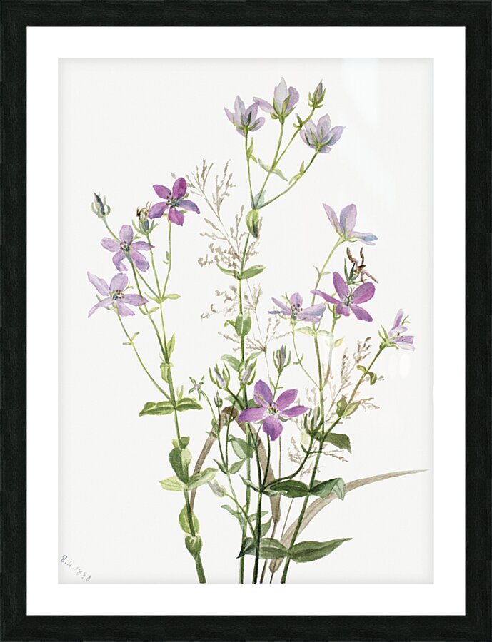 Gentianacease sabbalia angularis 1880 Picture Frame print