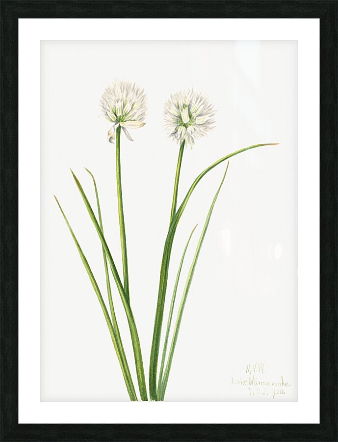 Northern Onion Allium sibiricum 1920 Picture Frame print