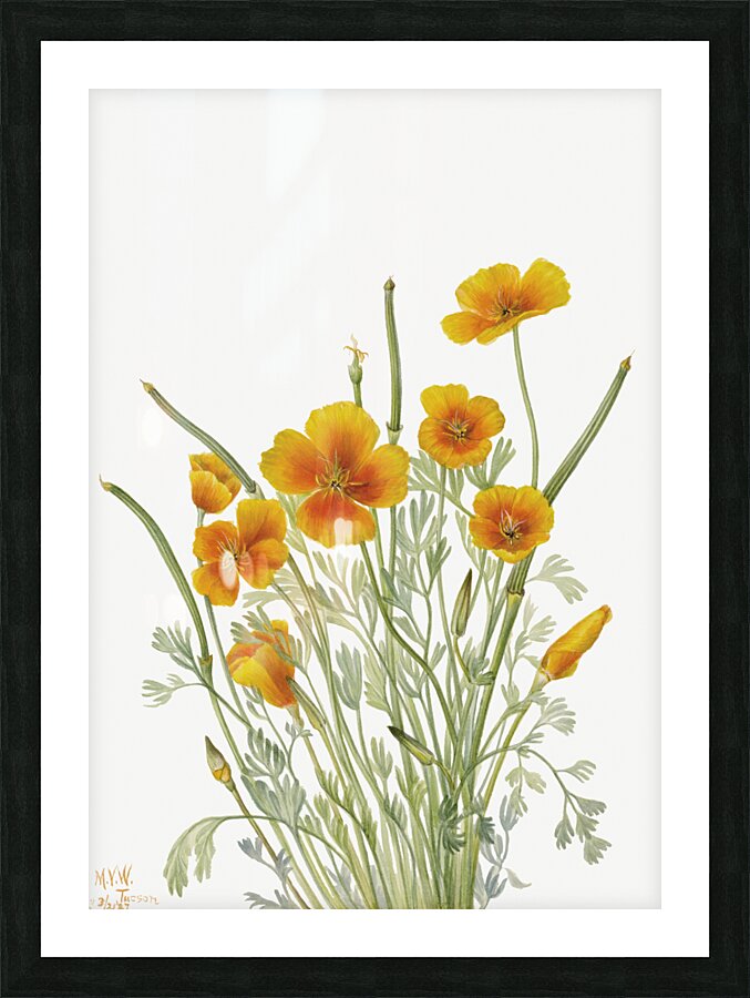 Mexican Poppy Eschscholtzia mexicana 1927 Picture Frame print