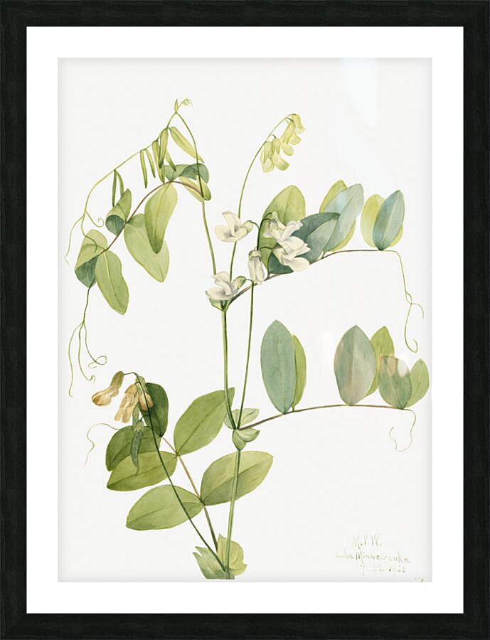 White Pea Lathyrus ochroleucus 1920 Picture Frame print
