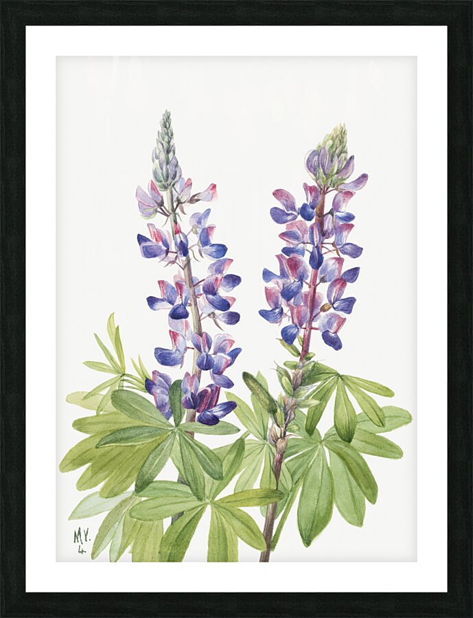 Lupine Lupinus fornosus 1935 Picture Frame print