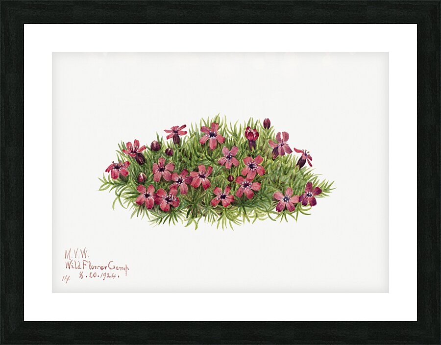 Moss Campion Silene acaulis 1924 Picture Frame print