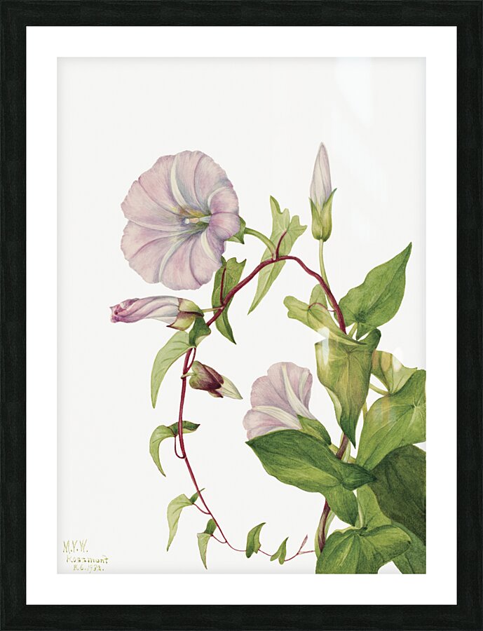 Hedge Bindweed Calystegia Convolvulus sepium 1932  Picture Frame print