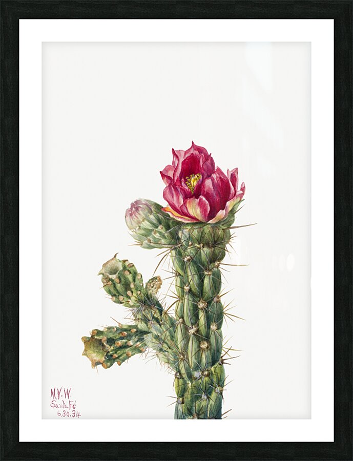 Walkingstick Cholla Opuntia imbricata 1934 Picture Frame print