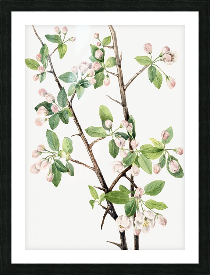 Wild Sweet Crab Malus coronaria 1920 Picture Frame print