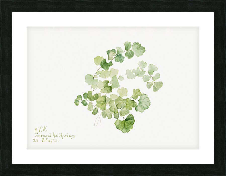 Puccoon Lithospermum ruderale 1923 Picture Frame print