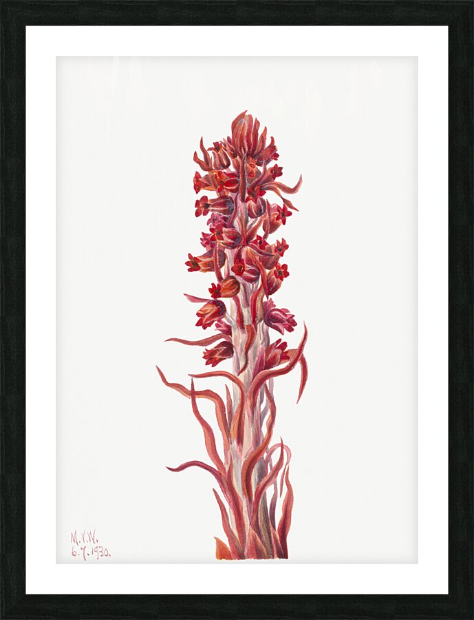 Snow Plant Sarcodes sanguinea 1930 Picture Frame print