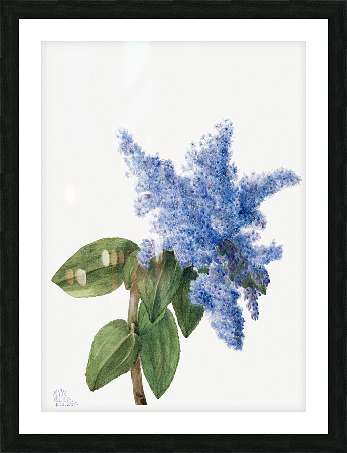 California Lilac Ceanothus thyrsiflorus 1935 Picture Frame print