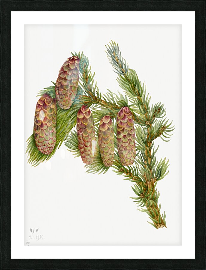Douglas Fir Pseudotsuga mucronata 1923 Picture Frame print