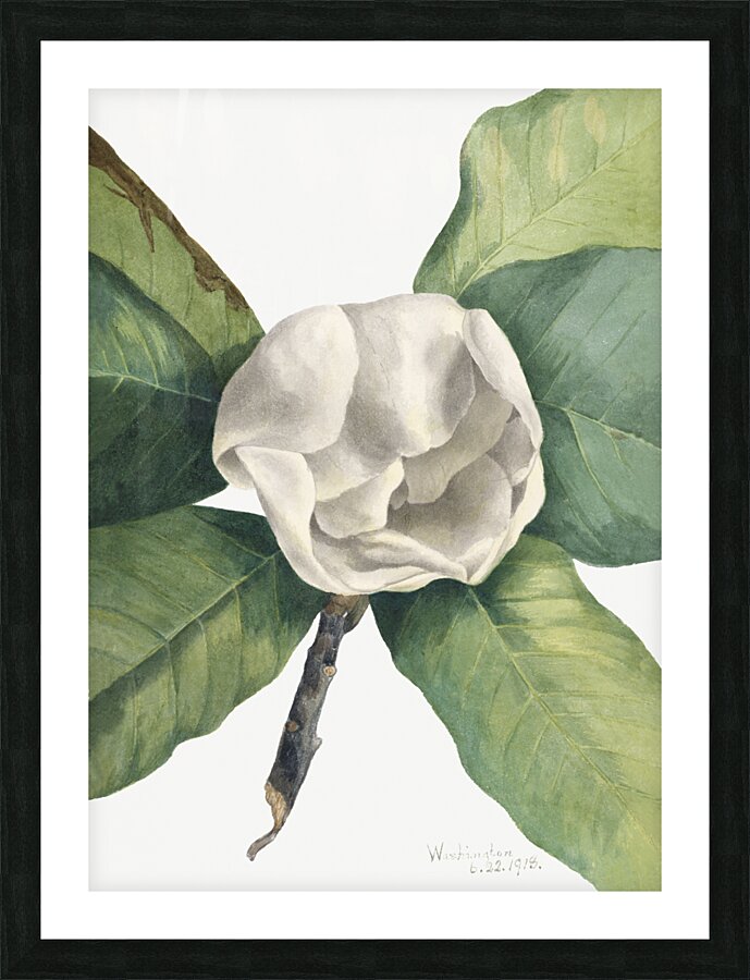 Southern Magnolia Magnolia grandiflora 1918 Picture Frame print