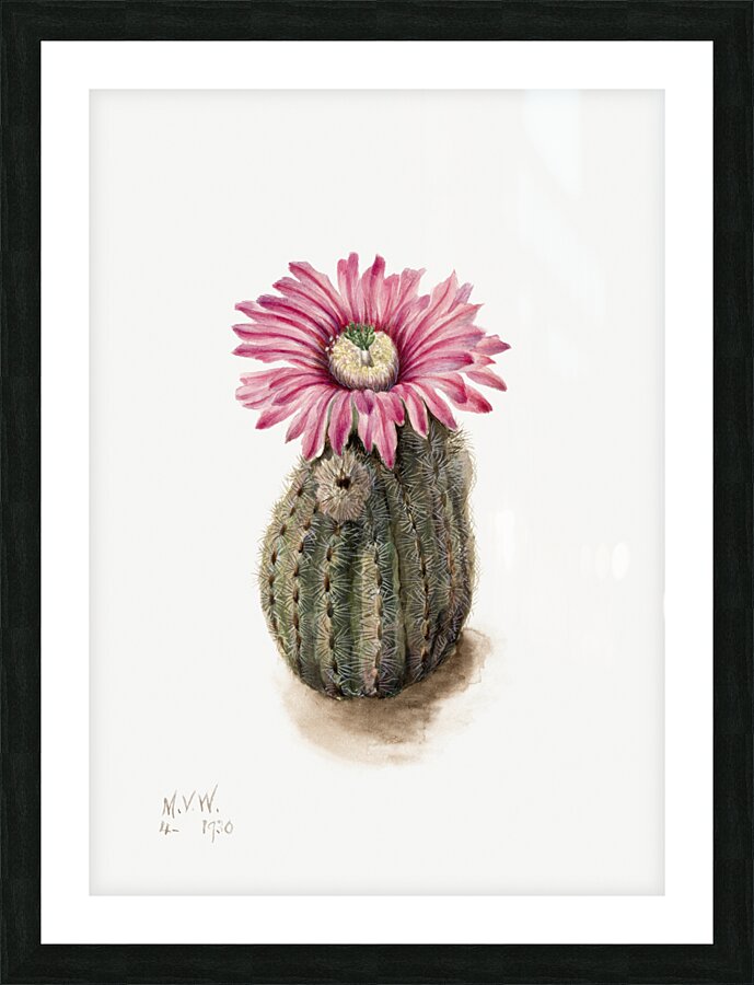 Turkeyhead Cactus Echinocerus perbellus 1930 Picture Frame print