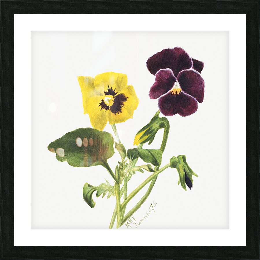 Pansies 1875 Picture Frame print