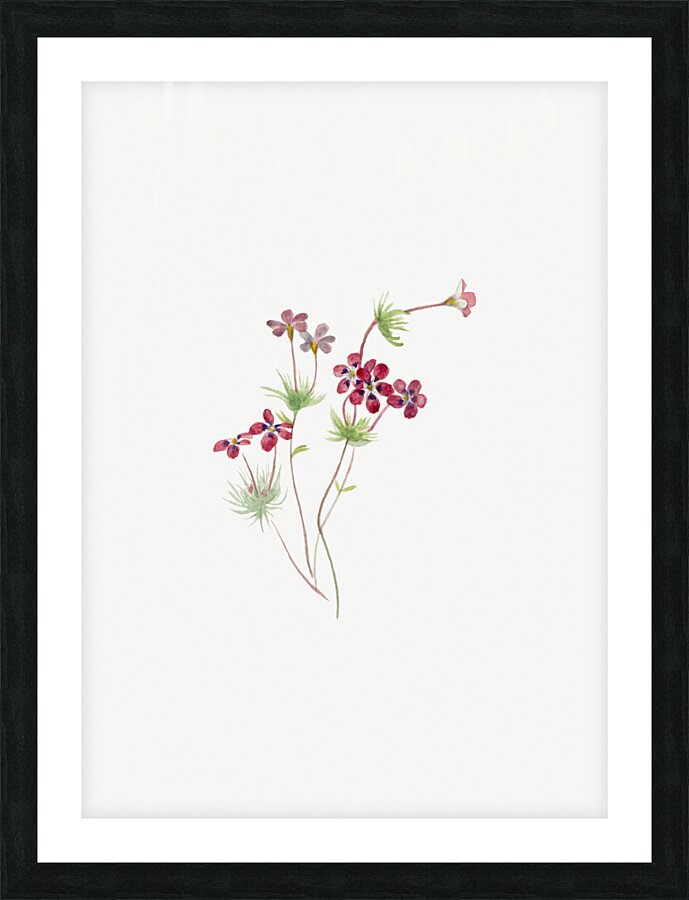 Gilia linanthus parviflorus 1900–1930 Picture Frame print