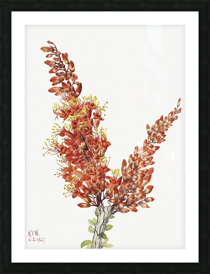 Ocotillo Fouquieria splendens 1927 Picture Frame print
