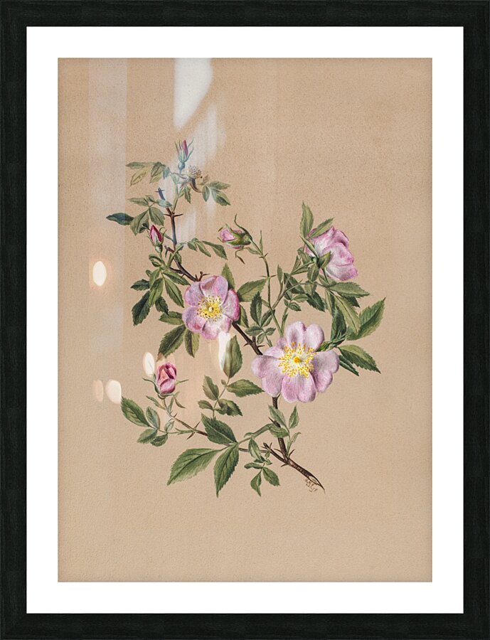 Rose Mallow Hibiscus moscheutos 1878 Picture Frame print