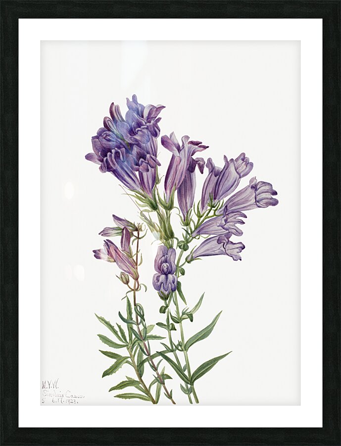 Rose Mallow Hibiscus moscheutos 1878 Picture Frame print