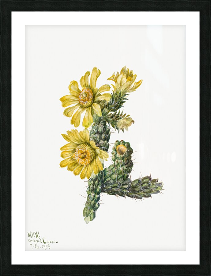 Cylindropuntia whipplei 1938 Picture Frame print