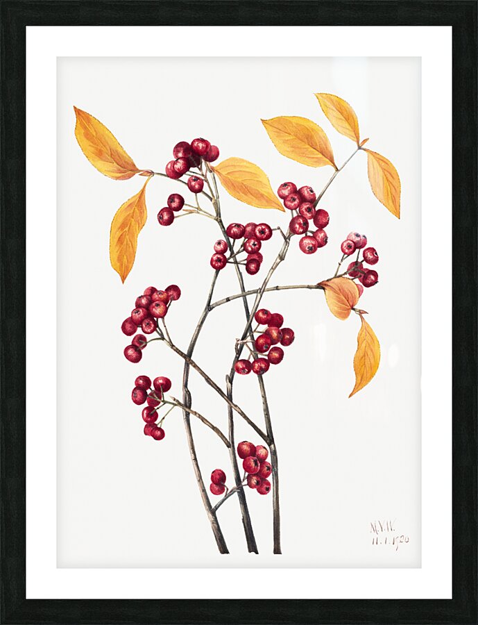 Red Chokeberry Aronia arbutifolia 1920 Picture Frame print