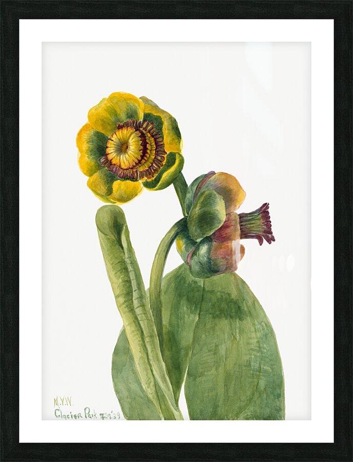 Flower Study 1939 Picture Frame print