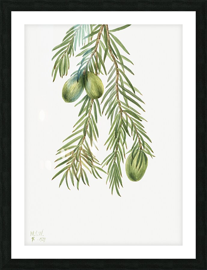 California Nutmeg Tumion californicum 1929 Picture Frame print