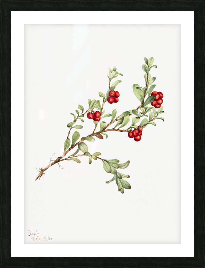 Bearberry Arctostaphylos uva-ursi 1916 Picture Frame print