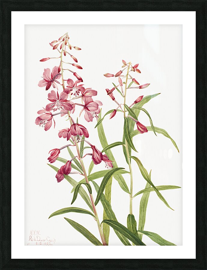 Fireweed Epilobium angustifolium 1902 Picture Frame print