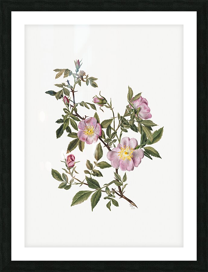 Rose Mallow Hibiscus moscheutos 1878 Picture Frame print