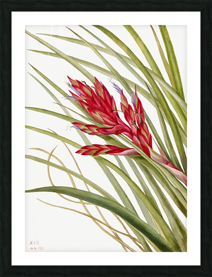 Quill Leaf Tillandsia Tillandsia fasciculata 1929 Picture Frame print