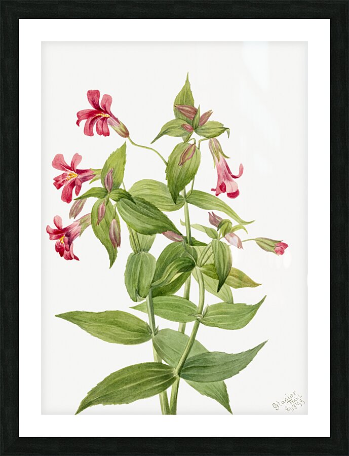 Lewis Monkey Flower Mimulus lewisii 1899 Picture Frame print