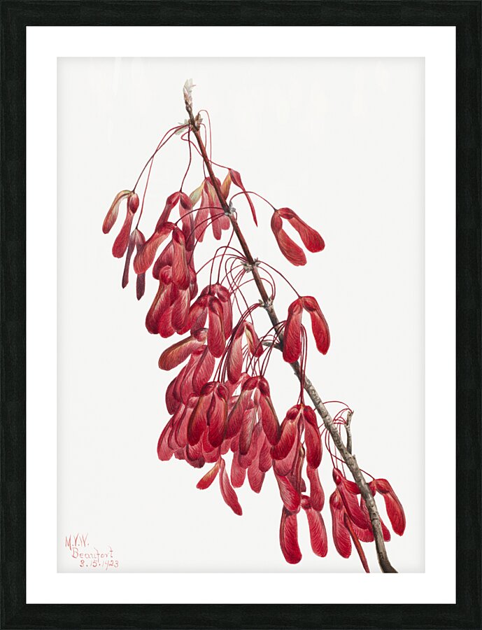 Carolina Maple Acer carolinianum 1923 Picture Frame print