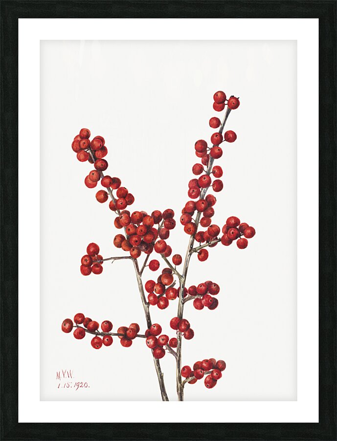 Winterberry Ilex verticillata 1920 Picture Frame print