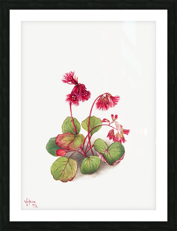 Winterberry Ilex verticillata 1920 Picture Frame print