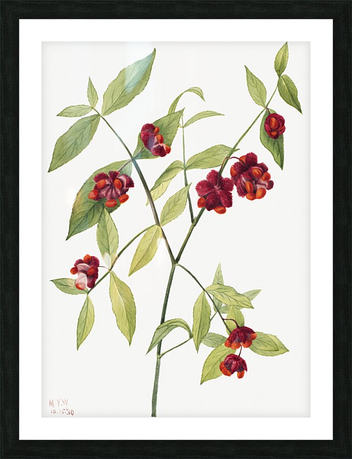 Winterberry Ilex verticillata 1920 Picture Frame print