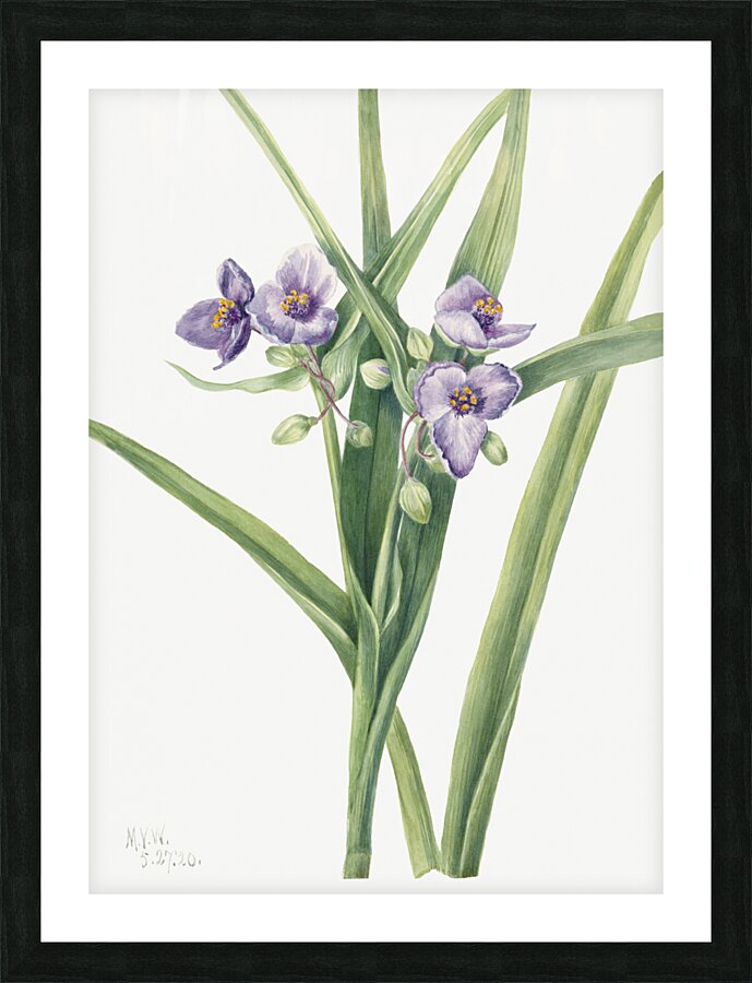 Virginia Spiderwort Tradescantia virginiana 1920 Picture Frame print