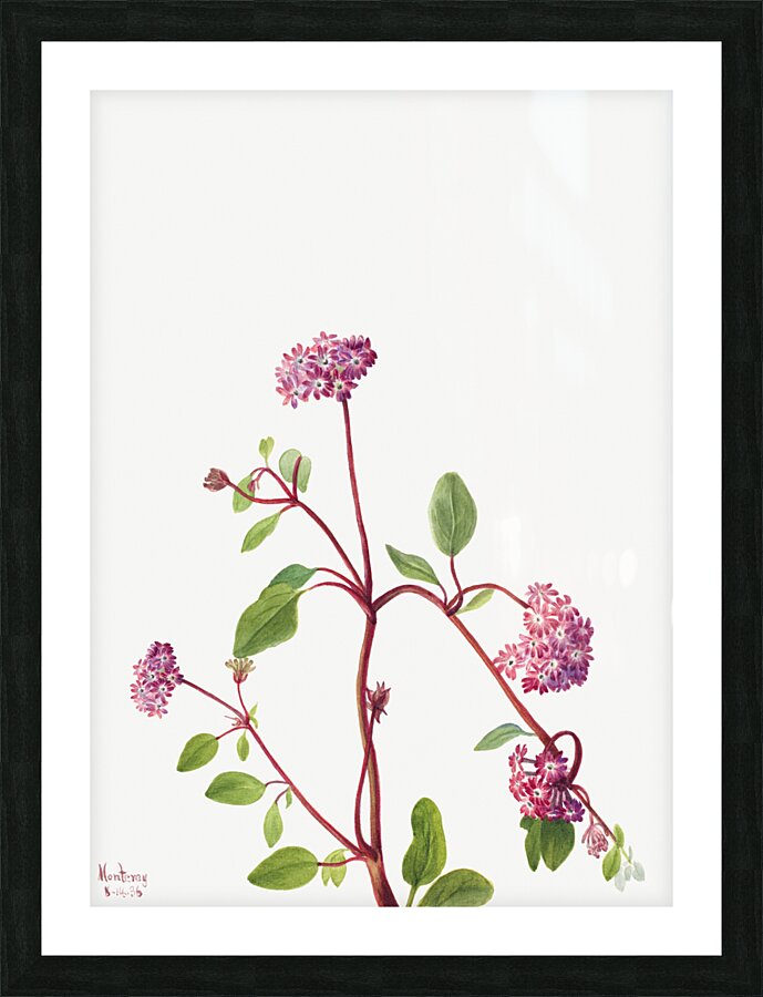 Sand Verbena Abronia umbellata 1936 Picture Frame print