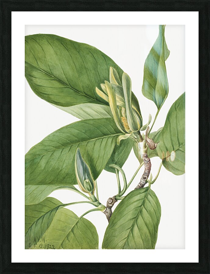 Cucumbertree Magnolia acuminata 1922 Picture Frame print