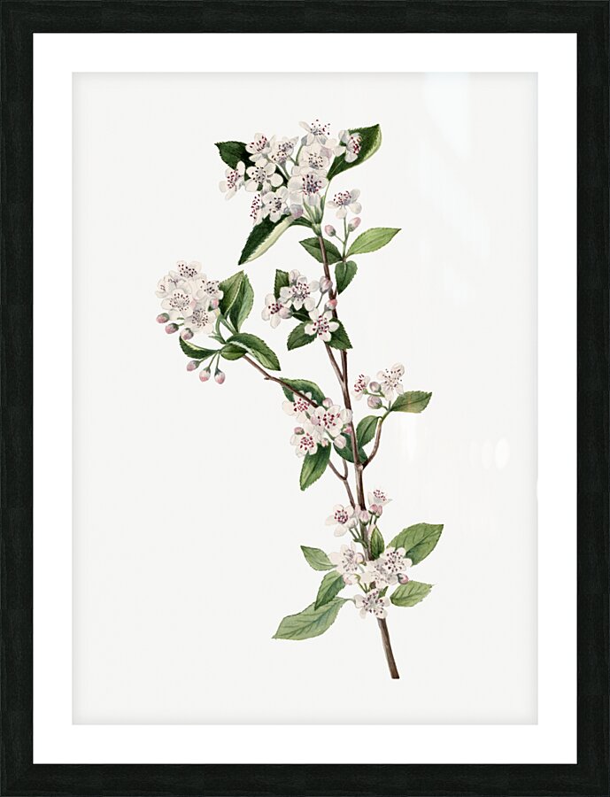 Cucumbertree Magnolia acuminata 1922 Picture Frame print