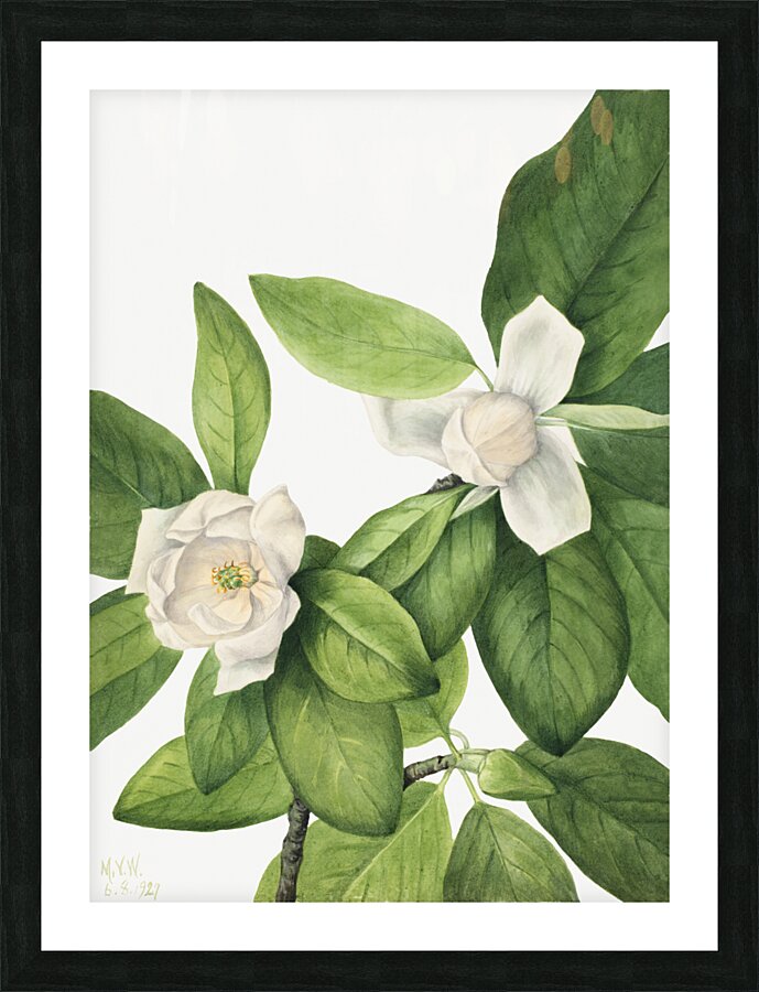 Sweetbay Magnolia virginiana 1927 Picture Frame print