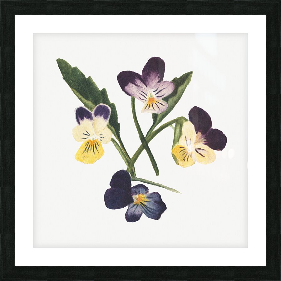 Pansies 1876 Picture Frame print