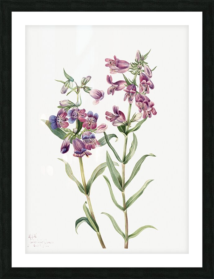 Prairie Pentstemon Pentstemon erianthera 1923 Picture Frame print