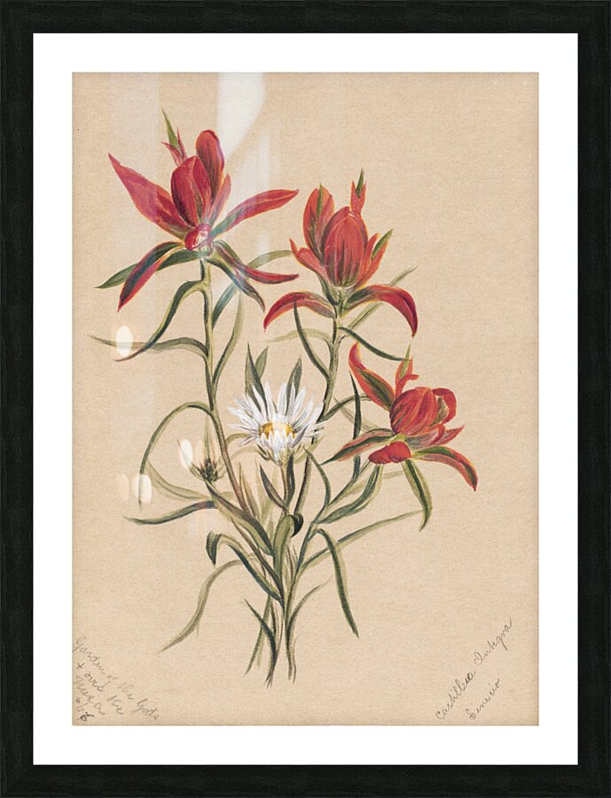 Indian Paintbrush Castilleja rhexifolia 1883 Picture Frame print