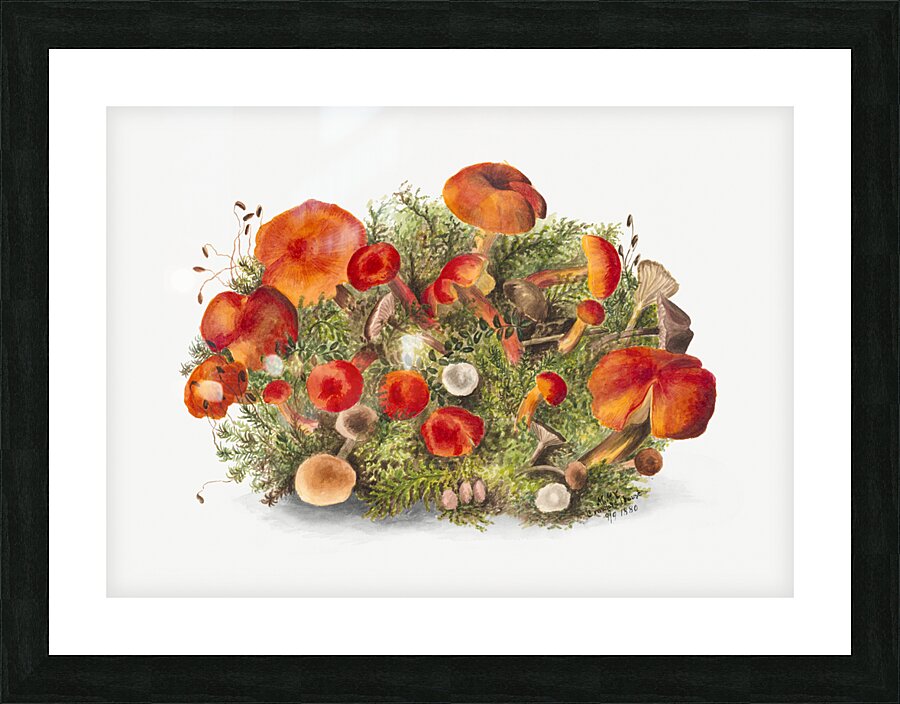 Study of Mushrooms 1880 Picture Frame print