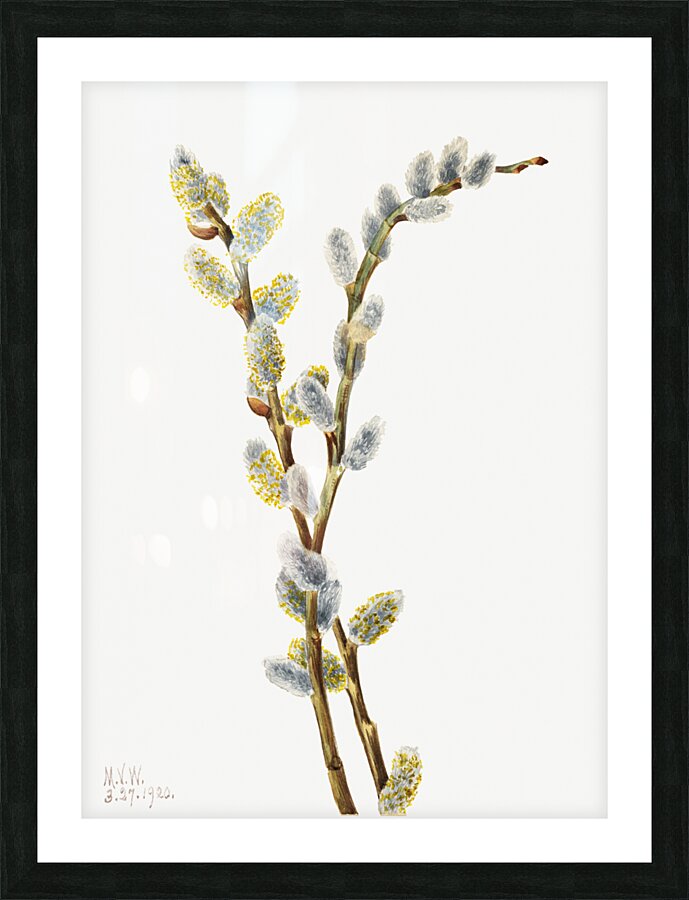 Pussy Willow Salix discolor 1920 Picture Frame print
